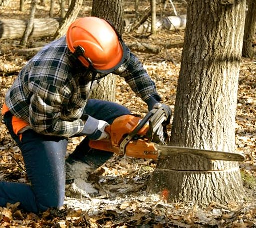 Tree Removal in Wellington, AL